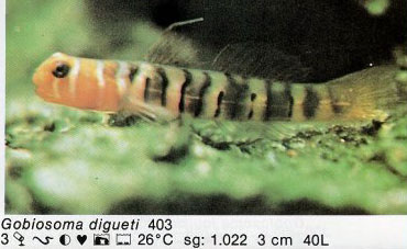 Gobiosoma digueti